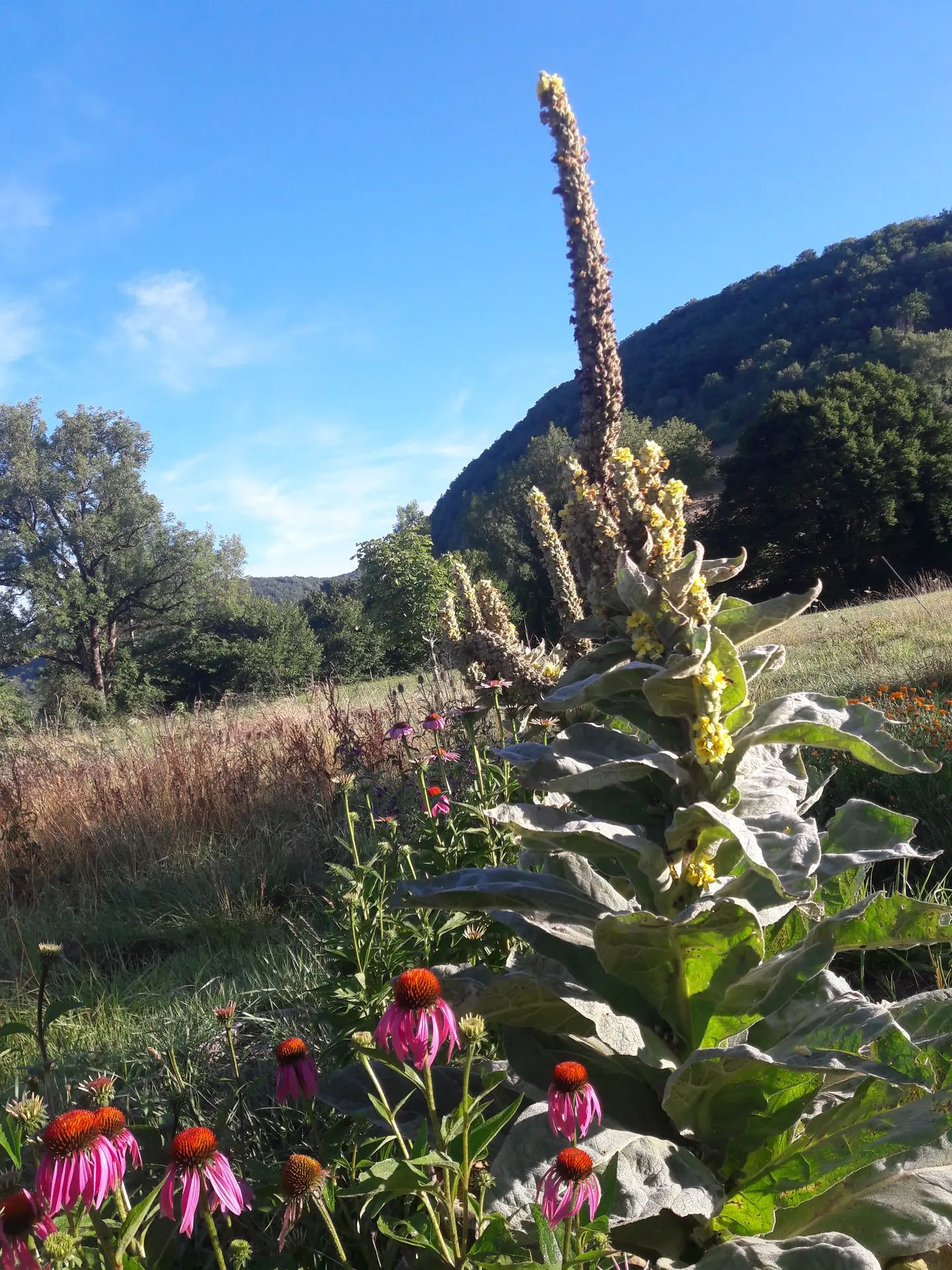 Souvenir de mon petit jardin