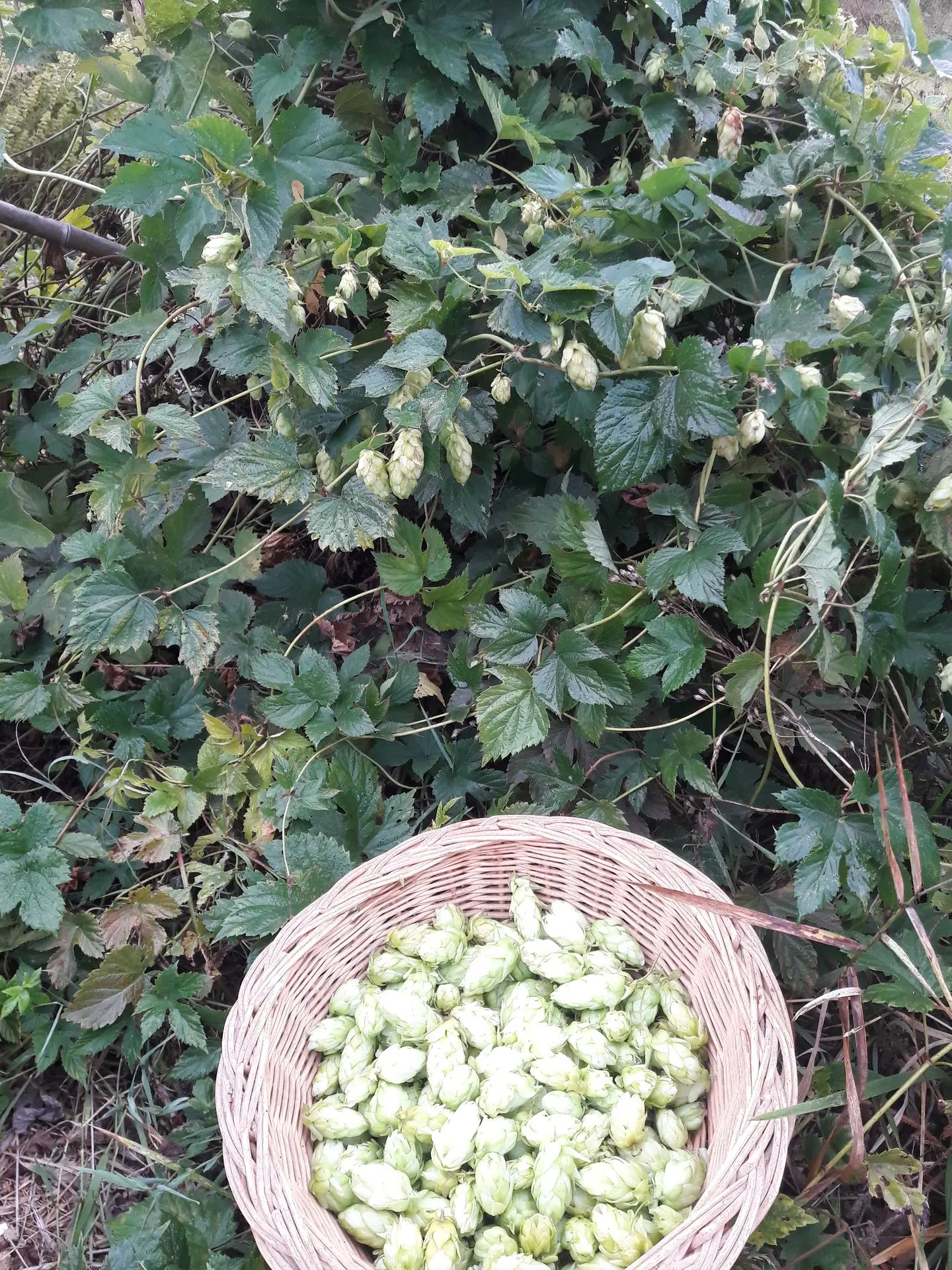 de la bière un jour peut être