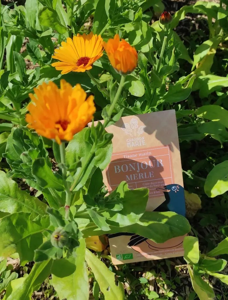Bonjour Merle - matin