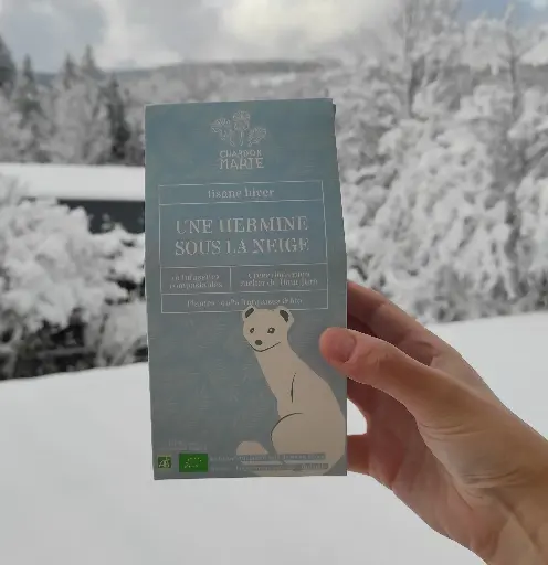 Une Hermine sous la Neige - Hiver